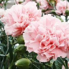 USA Flower Seeds - Carnation Seeds - \ La France \