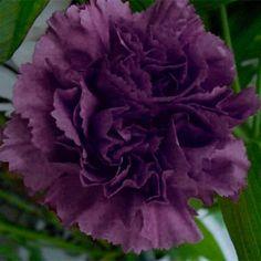 30+ CARNATION King of The Blacks Deep Purple Fragrant Perennial Hardy Flower Seeds Flower Delivery - Flowerhint