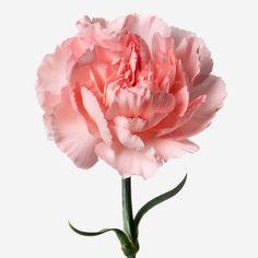 Carnation Dianthus Flower Delivery - Flowerhint