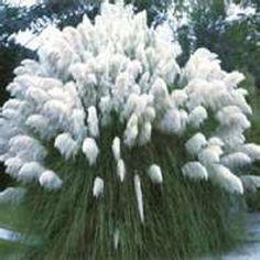100 Ornamental White Pampas Grass Seeds - Etsy Flower Delivery - Flowerhint