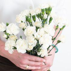 White Mini Carnation Flower Flower Delivery - Flowerhint