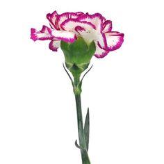 Fuchsia Nebula Carnation Flowers - 50 stems Flower Delivery - Flowerhint