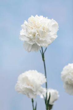 The best perpetual carnations to grow in your garden Flower Delivery - Flowerhint