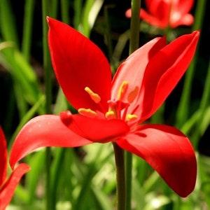WILD TULIP Naturalizing Wildflower Red Tulipa Sprengeri Forms Bulb, Perennial 10 Seeds - Flowerhint