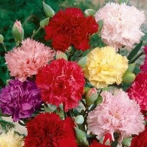 100 Pcs Giant Chabaud Carnation Mix annual Flower Seeds- DIANTHUS CARYOPHYLLUS chabaud mix / (FL149) - Flowerhint