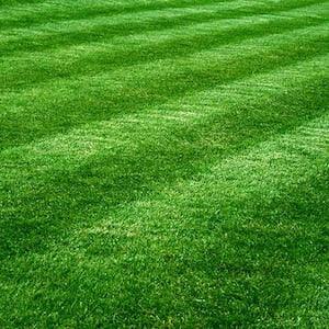 Beautiful Green Grass Lawn Seeds-Low Maintenance, withstand weather and Bugs. Mixture of Fescues,Kentucky Bluegrass and Ryegrass - Flowerhint