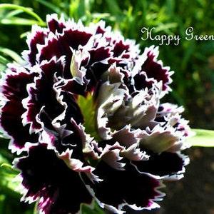 Carnation - BLACK AND WHITE - Dianthus chinensis heddewigii - 100 seeds - Black Cut flower seeds - Black flower - Flowerhint