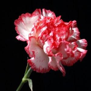 Carnation Seeds White pink Fresh seeds 0.40gr Approx 150 seeds - Flowerhint