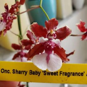 Oncidium sharry baby 