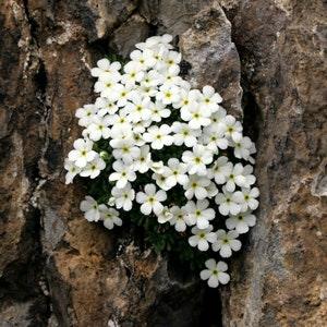 ROCK JASMINE White Flowers Androsace Cylindrica Hardy Perennial 3 Seeds - Flowerhint