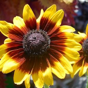 Gloriosa Daisy Flower Seeds ?C Rudbeckia hirta - 100+ Perennial Seeds - FS016c - Flowerhint