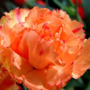 50 seeds Carnation (Dianthus Caryophyllus Chabaud Orange Apricot) - Flowerhint