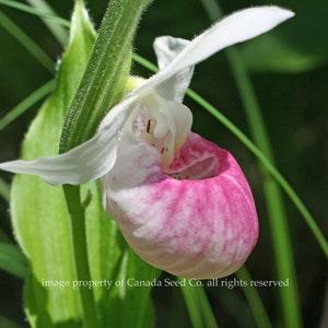 Showy Lady Slipper Orchid Seeds | Cypripedium Reginae Flower Seed Packet | Pink White Rare Orchid Seeds - Flowerhint
