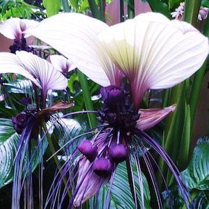 Rare Exotic White Bat Flower 15 Seeds - Flowerhint
