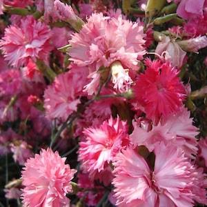 25+ Carnation Rose Flower Seeds- Annual Grenadin Rose- Exotic Dianthus Caryophyllus-B663 - Flowerhint