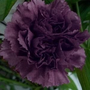 Carnation king of black heirloom seeds 40 - Flowerhint