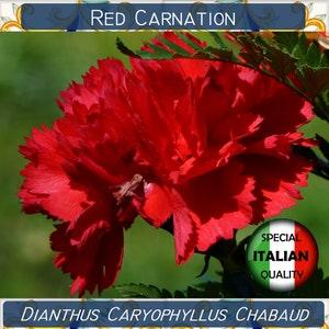 130+ Red Carnation seeds, Dianthus Caryophyllus Chabaud seeds, Flower seeds, Garofano Rosso #FI552 - Flowerhint