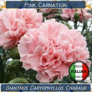 130+ Pink Carnation seeds, Dianthus Caryophyllus Chabaud seeds, Flower seeds, Garofano Rosa #FI550 - Flowerhint