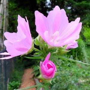 Musk Mallow 30 Seeds Malva Moschata Tall Perennial Pale Pink to Light Purple Flower - Flowerhint
