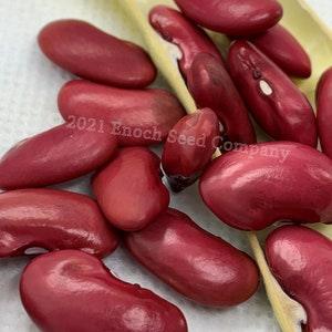 Canadian Wonder Bush Bean - Rare Heirloom - Red Beans (Non-GMO, Open Pollinated Seed, 10 Min. Seeds Per Pack, Grown and Packaged in Canada) - Flowerhint