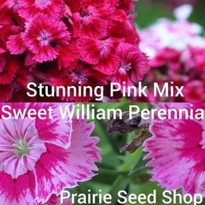 Sweet William Dianthus Flower Seeds Canada, Mixed Colors Pink Red Purple, Hardy Perennial Carnation Seed Packets, Blooms ALL summer + Gift - Flowerhint