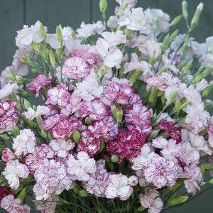 50 seeds Carnation (Dianthus Caryophyllus Chabaud Benigna mix ) - Flowerhint