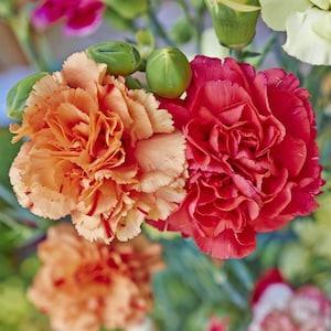 Scented Carnation Clove Pink Chabaud Flowers Blend 0.5g - 100 Seeds - Dianthus Caryophyllus Chabaud NON GMO - Flowerhint