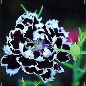 50 Seeds Dianthus Heddewigii Black White Carnation Flower Seed, Dianthus Flower, Natural, Non GMO, Heirloom - Flowerhint