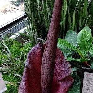 Devil's Tongue - Amorphophallus Konjac - Rare 'Plant' Seeds - Voodoo Lily, Snake Lily, Red-Pink, Black Dragon, Araceae, Sansevieria - Flowerhint