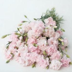 40+ seeds / Heirloom Vintage Shell Pink Carnation Seeds / Edible Flower Seeds / Chabaud La France Dianthus / Non GMO - Flowerhint