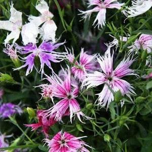 Spooky Carnation Mix - Dianthus superbus - Rare 'Plant' Seeds - Bizarre Carnations, Freaky Flowers, Strange Carnations, Creepy Carnations - Flowerhint