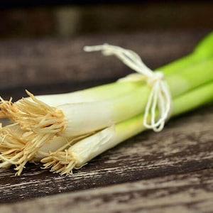 LARGE PACKET | 200+ Seeds of Long White Bunching Green Onion- Ships From Canada | Vegetable Seeds. Free shipping Active - Flowerhint