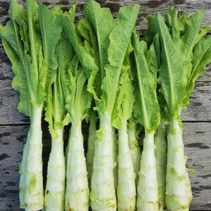 Celtuce lettuce seeds, Chinese stem lettuce seeds ݫËñ, Asparagus lettuce. Easy to grow asian vegetable seeds! - Flowerhint