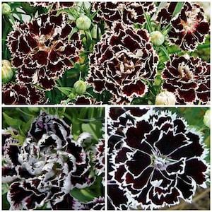 Black and White Carnation Seeds - Minstrel Dianthus / Chianti Dianthus Chinensis Heddewigii / China Pink Flower Seeds - FREE SHIPPING - Flowerhint