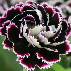 Black and White Chianti Carnation - Dianthus chinensis - Rare 'Plant' Seeds - China Pink, Black-White, Rainbow Pink, Crimson Carnation - Flowerhint