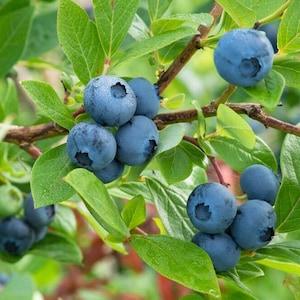 Blueberry Organic Seeds - Heirloom, Open Pollinated, Non GMO - Grow Indoors, Outdoors, In Pots, Grow Beds, Soil, Hydroponics & Aquaponics - Flowerhint