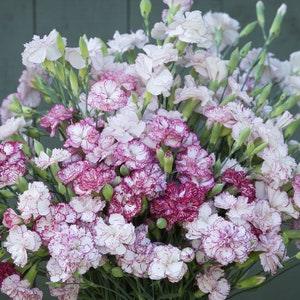 50 Chabaud Benigna Carnation Flower Seeds / Dianthus Caryophyllus / Cottage / French Country Garden / Wedding Flower / Cut Flower / Heirloom - Flowerhint