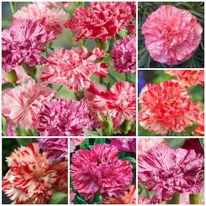 Carnation Seeds - HEIRLOOM PICOT?E Dianthus / Classic Picotee Fragrant Cut Flower a French Heirloom Carnation Create Traditional Bouquets - Flowerhint