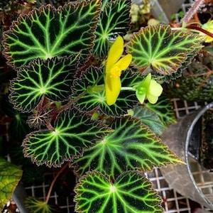 Richard's Electric Begonia - Begonia pearcei - Rare Plant Species - Pearce's Begonia, Yellow- Green, Electric Begonia - Flowerhint