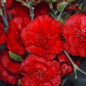 RED CARNATION Dianthus Caryophyllus 'Grenadin Red' Hardy Perennial, 20 Seeds - Flowerhint