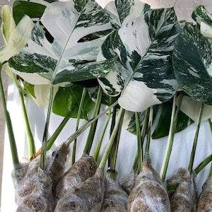 Monstera Albo Borsigiana Leaf Cutting White Tiger Variegated Plant Rooted Nodes Rare House Plant Gift - Flowerhint