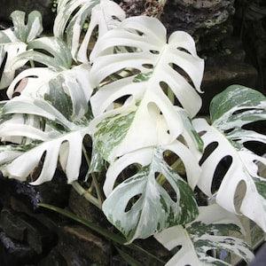 Monstera Deliciosa Albo Variegated Rooted Cuttings With Free Phyto Certificates - Flowerhint