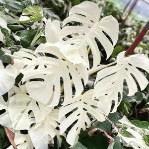 Rare Monstera Albo variegated, Variegated Monstera Borsigiana Albo, monstera albo rooted rare plants, 8 Live cuttings for your Home Garden - Flowerhint