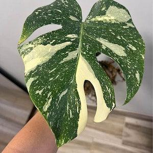 Monstera Thai Constellation Variegated Rooted Cutting Nodes With Insulated Packing Gift - Flowerhint