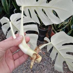Monstera White Tiger Albo Highly Variegated Rooted Nodes Top Rare Cutting with Phyto Certificate Indoor Outdoor Gift - Flowerhint