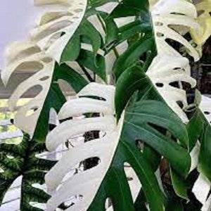 Monstera Half Moon Plants, Monstera Deliciosa Albo Half Moon, Rare Highly variegated 2 Plants with Free Phyto Certificate - Flowerhint