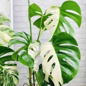 Monstera Albo White Tiger Deliciosa Indoor Plant Rooted Live Cutting Nodes - Flowerhint