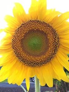 Sunflower Seeds for planting Mammoth Sunflower . 6ft Tall. 25 Seeds In A Pack. - Flowerhint