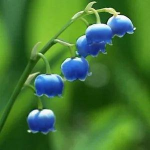 'Blue Flower Goddess' Blue Lily of the valley Flower Seeds Rare Perennial Plants - Flowerhint