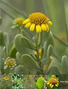 50++ Wild Sea Ox-eye Daisy Seeds (Borrichia frutescens) Sea-Marigold, Sea Daisy - Flowerhint